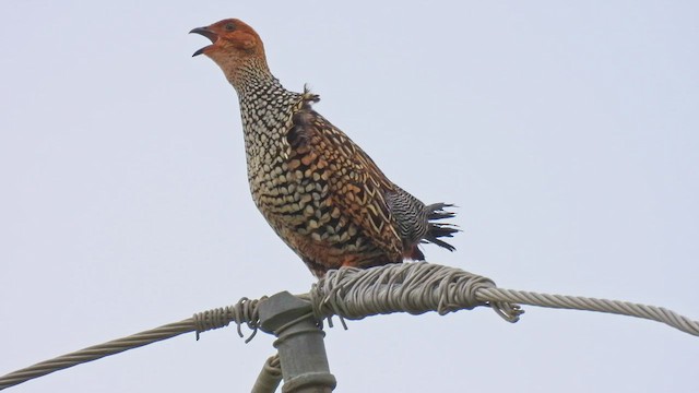 Painted Francolin - ML481266011