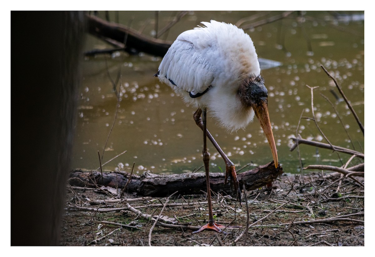 Wood Stork - ML481266401