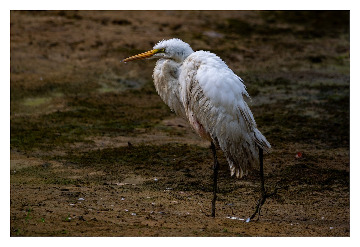 Great Egret - ML481266591