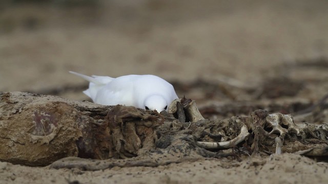 Gaviota Marfileña - ML481270