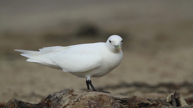 Ivory Gull - ML481271