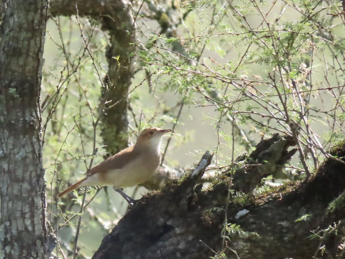 Rufous Hornero - ML481271181