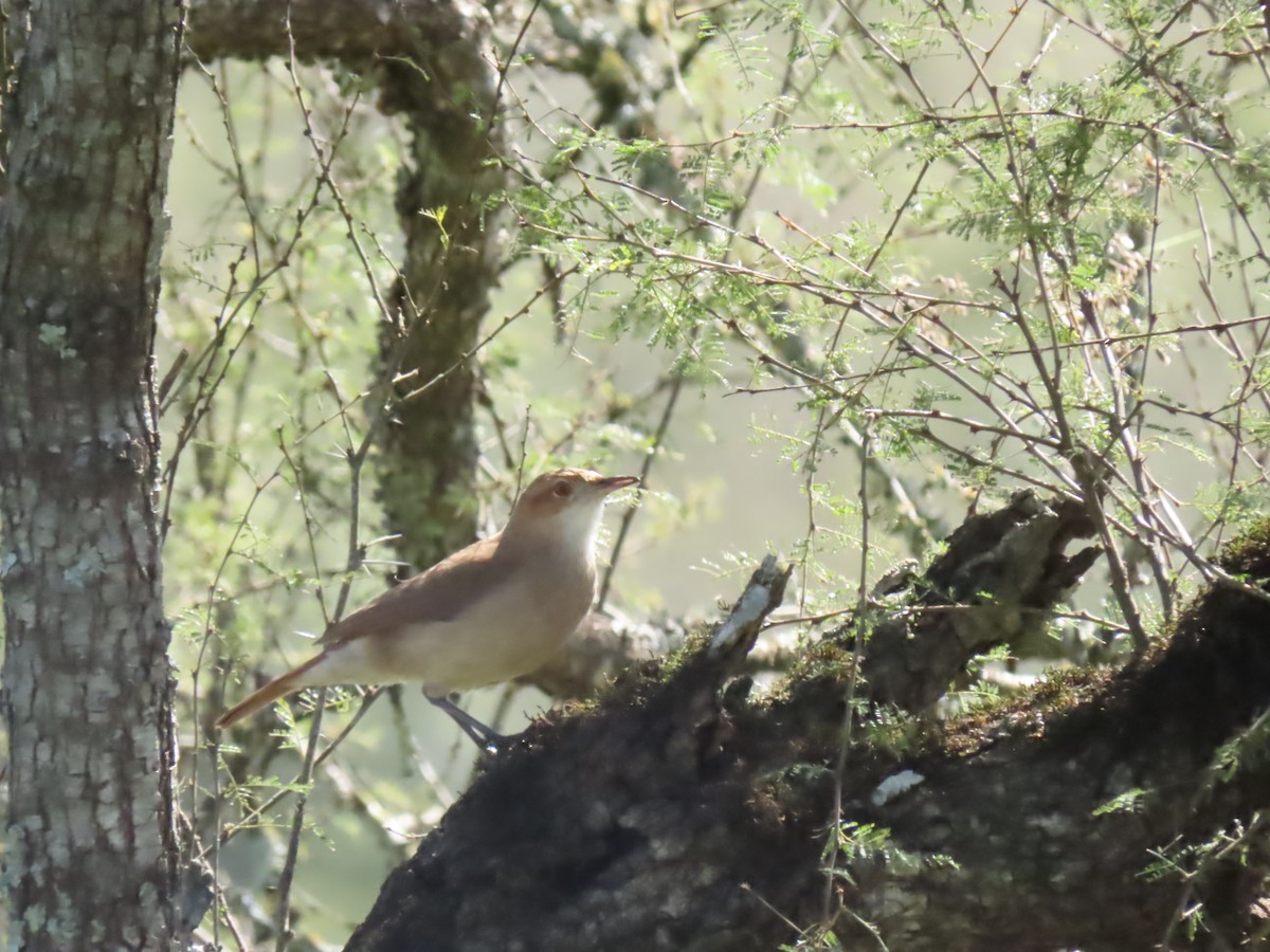 Rufous Hornero - Elizabeth Lorenzo