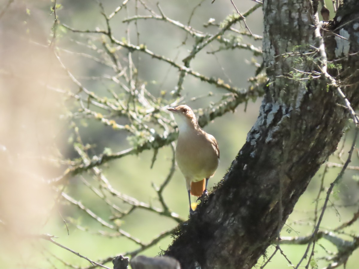 Rufous Hornero - ML481271201