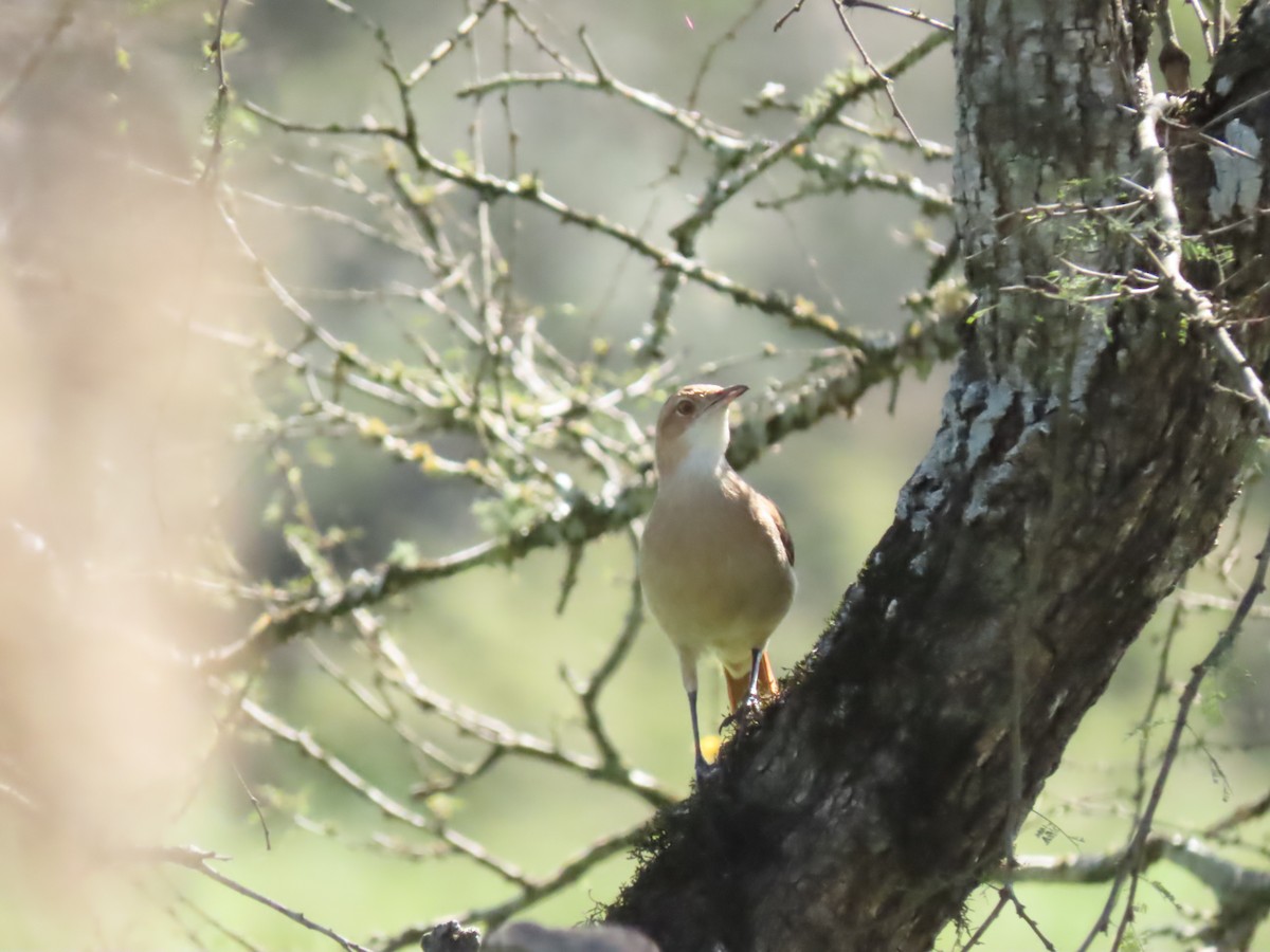 Rufous Hornero - ML481271251