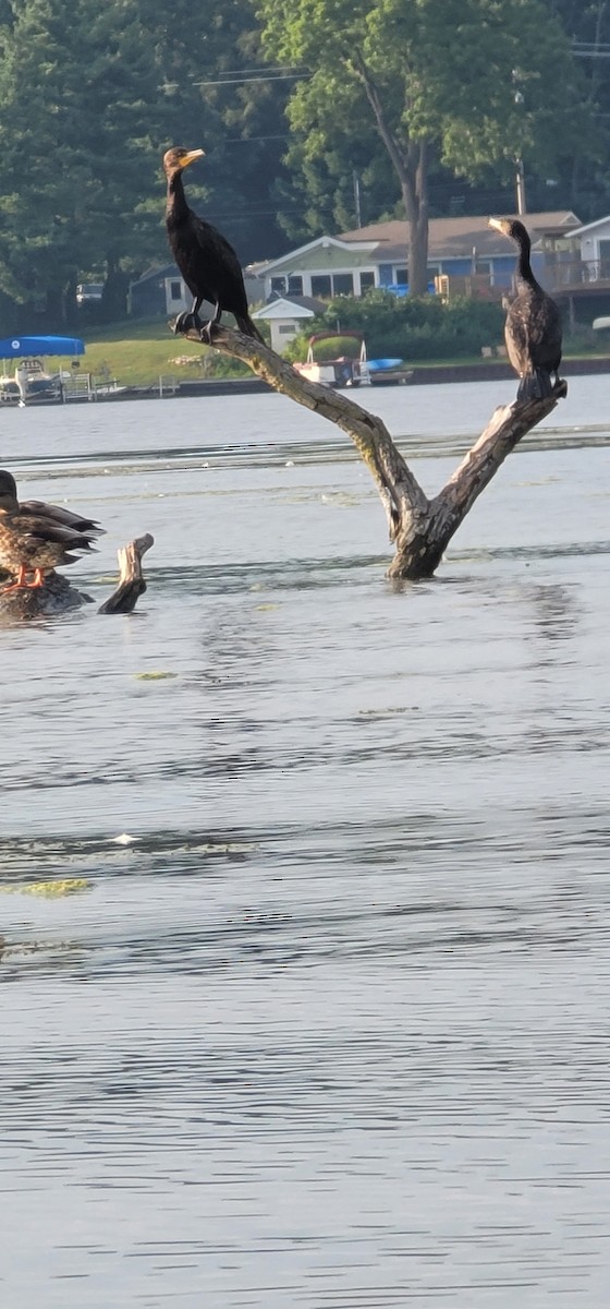 Cormoran à aigrettes - ML481273731