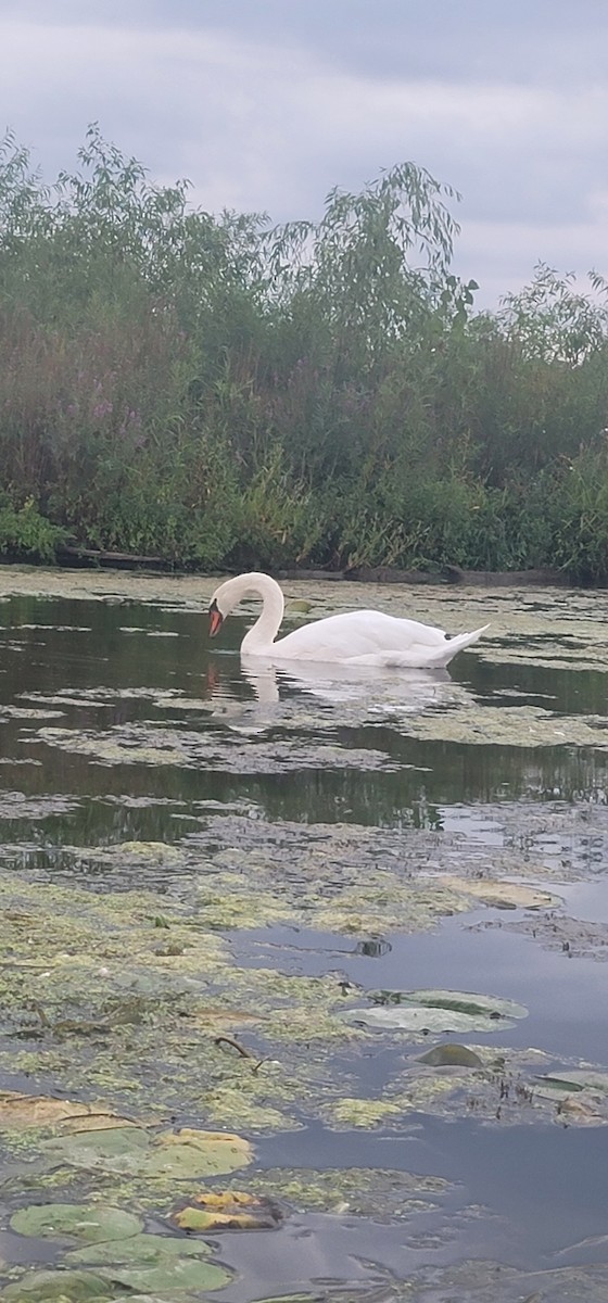 Cygne tuberculé - ML481274011