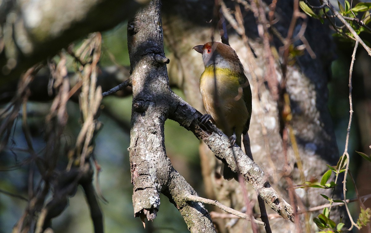 Rufous-browed Peppershrike - ML481274171