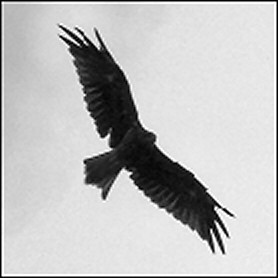 Сохор элээ - ML48127591