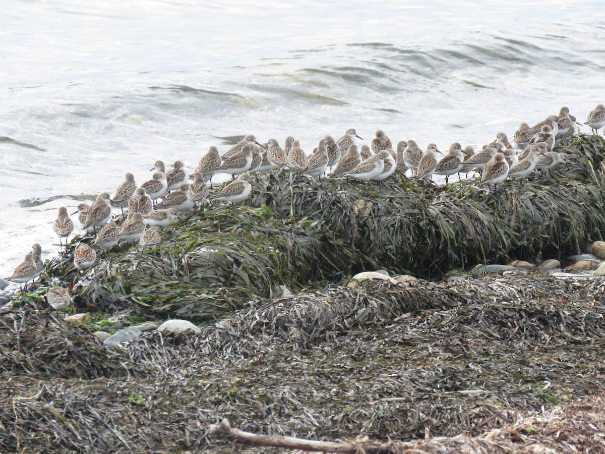 Western Sandpiper - Phil Wegener