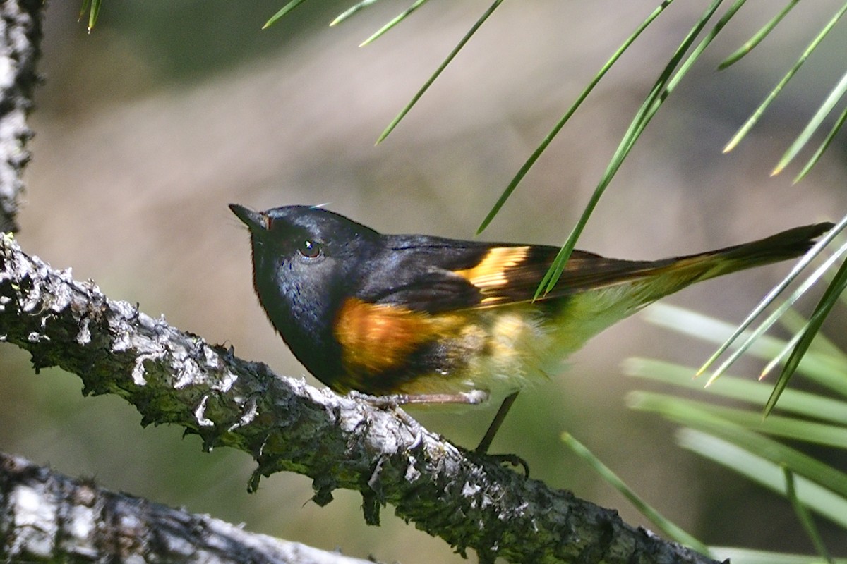 American Redstart - ML481276851