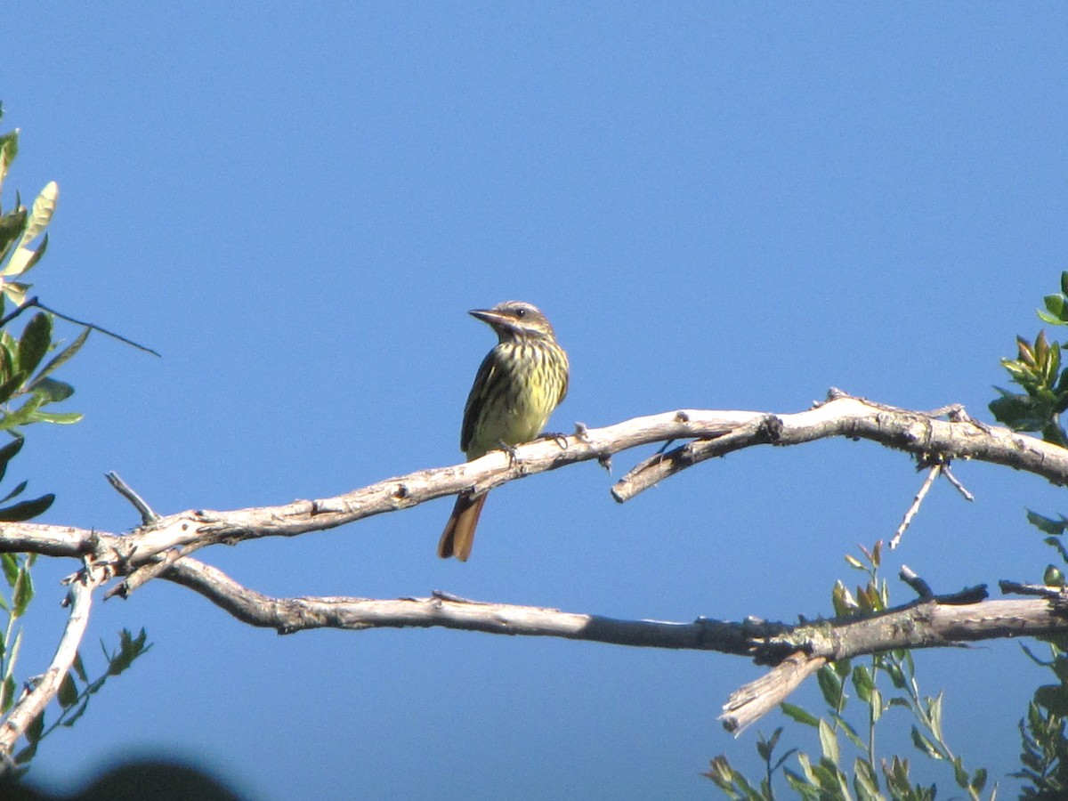 Sulphur-bellied Flycatcher - ML481277371