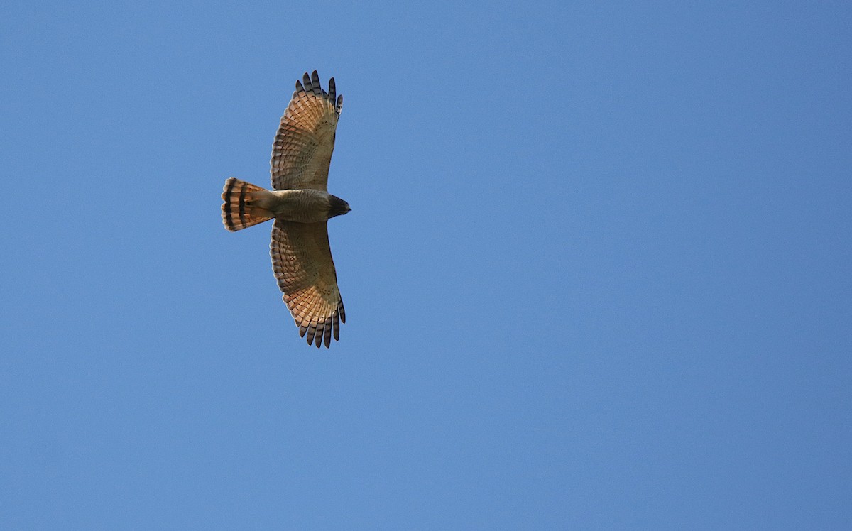 Roadside Hawk - Diego Trillo