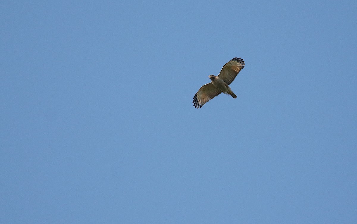 Roadside Hawk - Diego Trillo