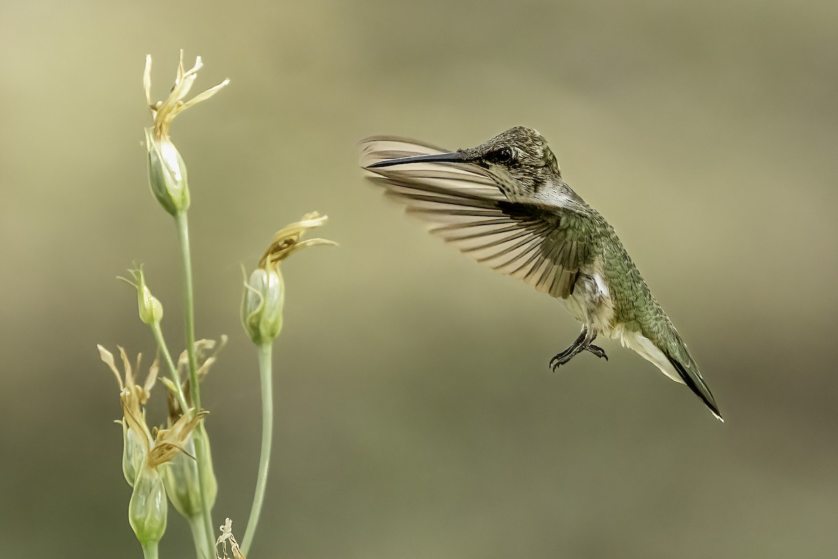 Black-chinned Hummingbird - ML481278001