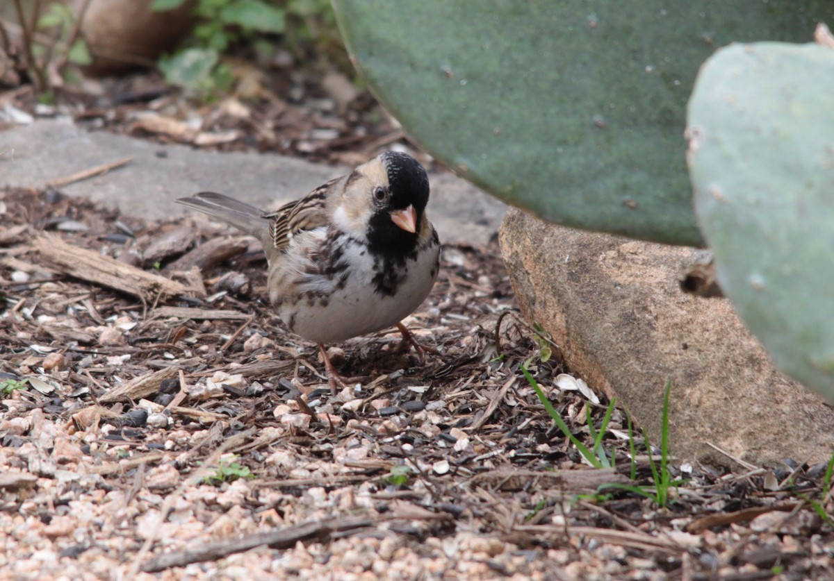 Harris's Sparrow - Tom Forwood JR