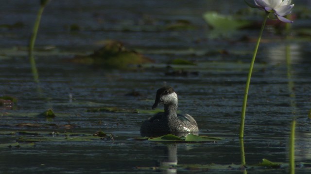 Green Pygmy-Goose - ML481280