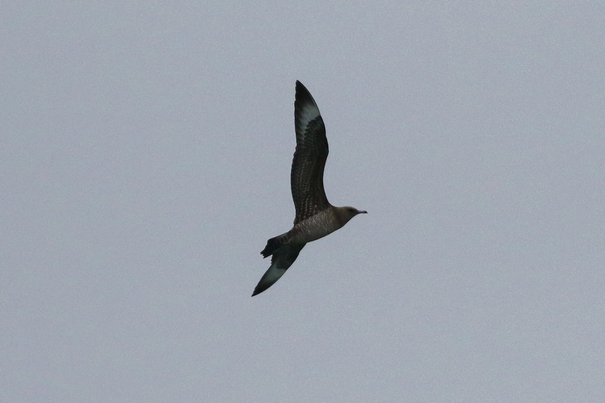 eBird Checklist - 4 Sep 2022 - Sarnia--Point Edward Lighthouse - 22 ...