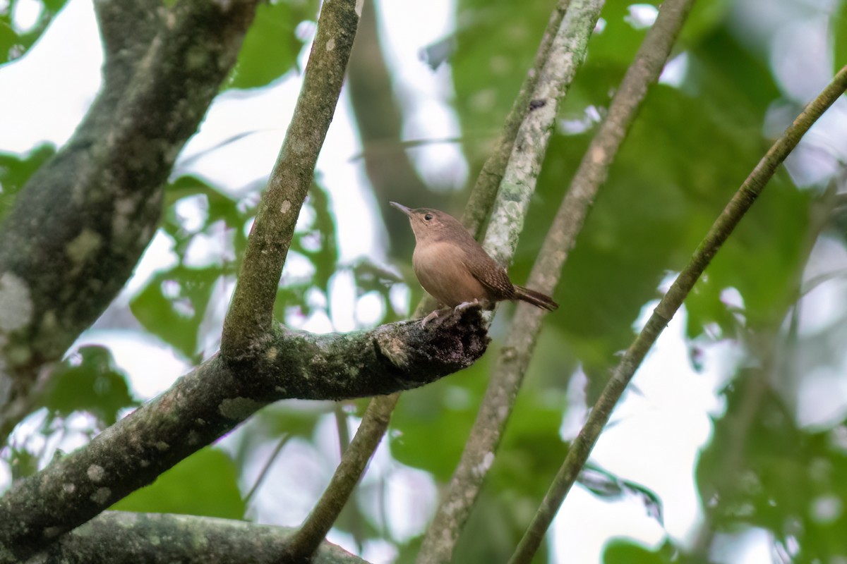 House Wren - ML481281781