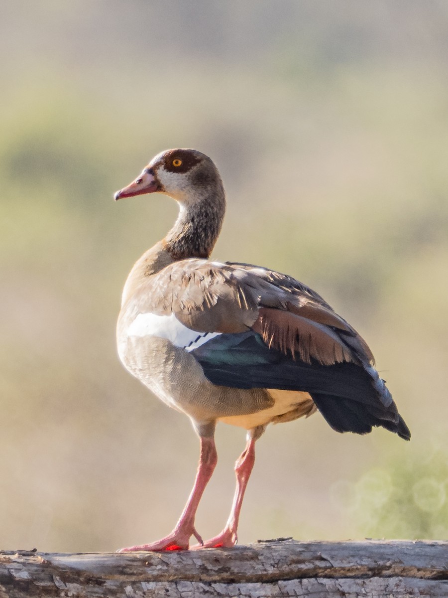 Egyptian Goose - ML481281801