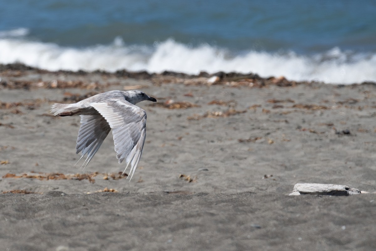 Gaviota de Bering - ML481282241