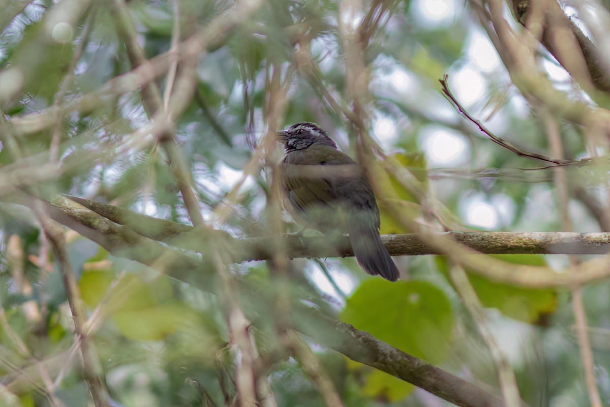 Green-winged Saltator - John C Sullivan