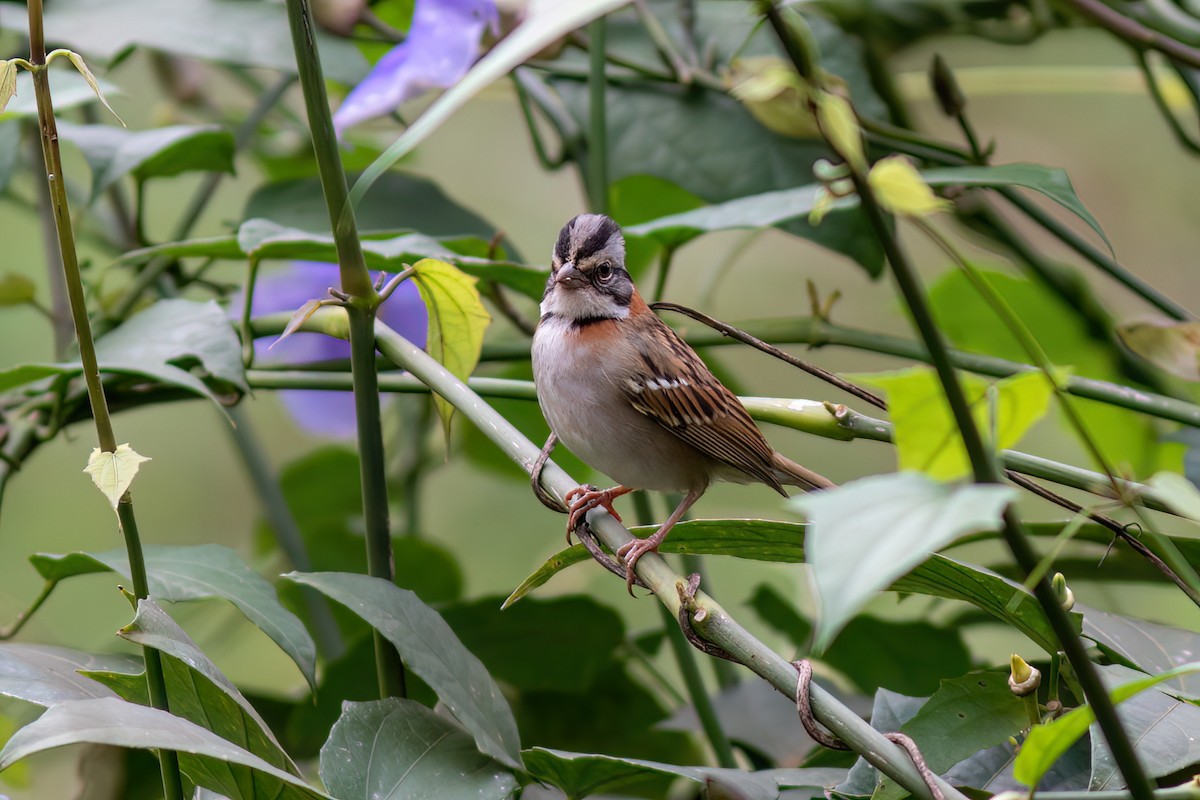 Rufous-collared Sparrow - ML481284191