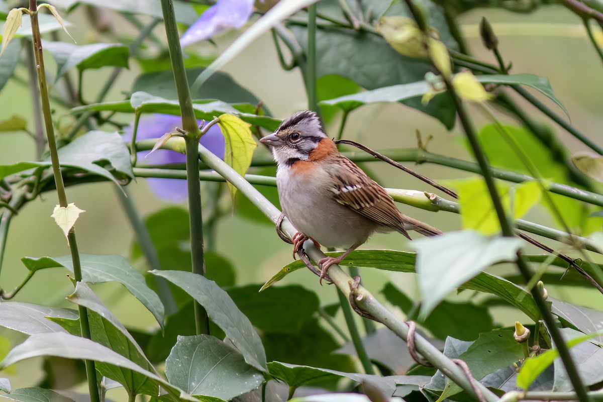 Rufous-collared Sparrow - ML481284211