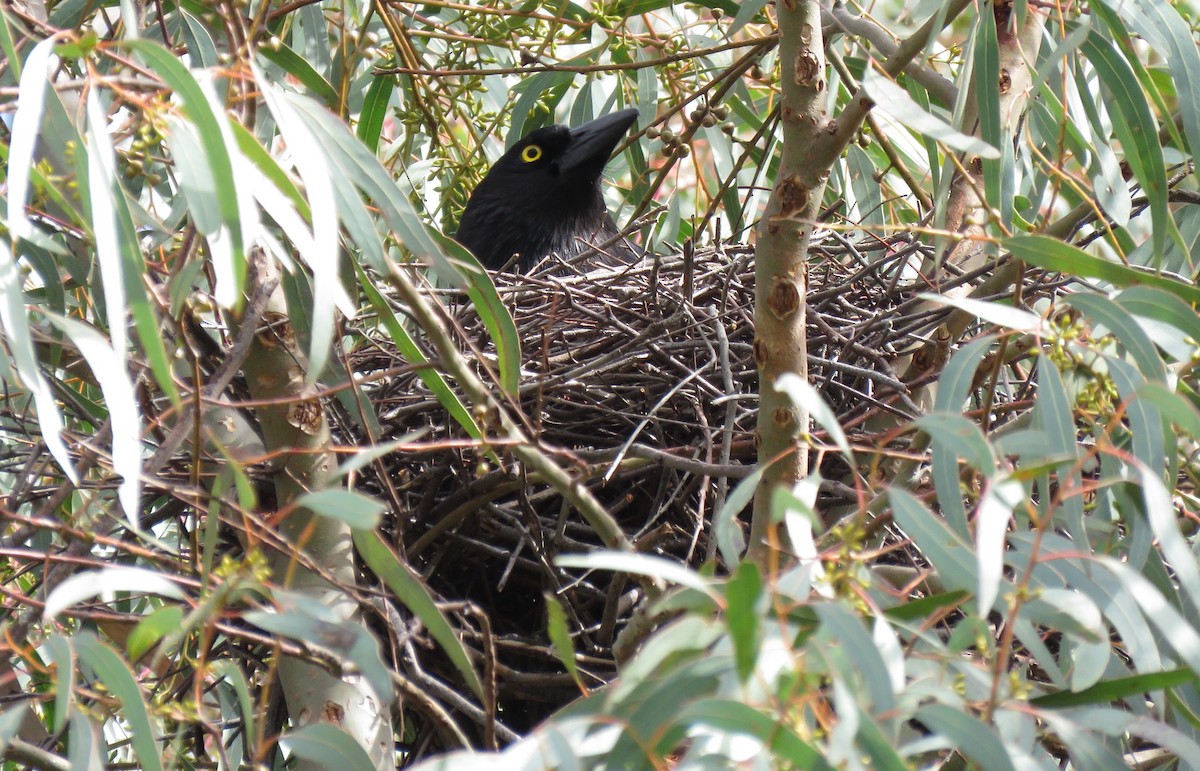 Pied Currawong - ML481286501