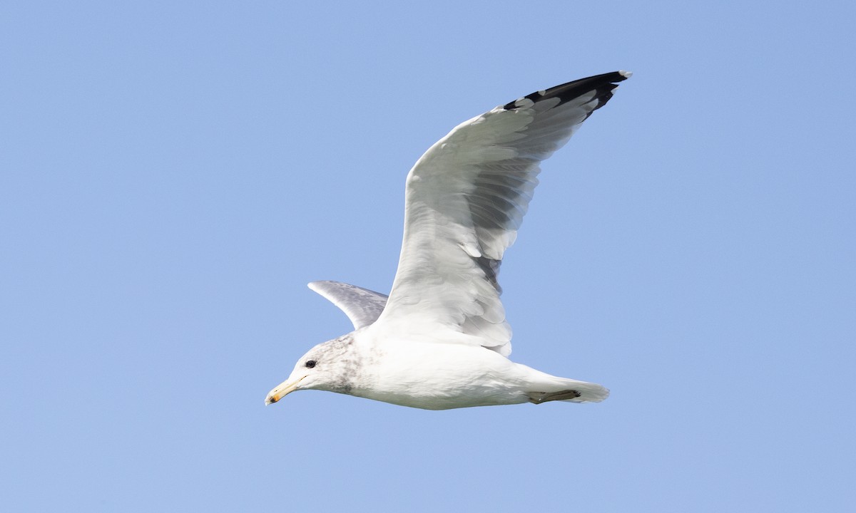 Gaviota Californiana - ML481287101