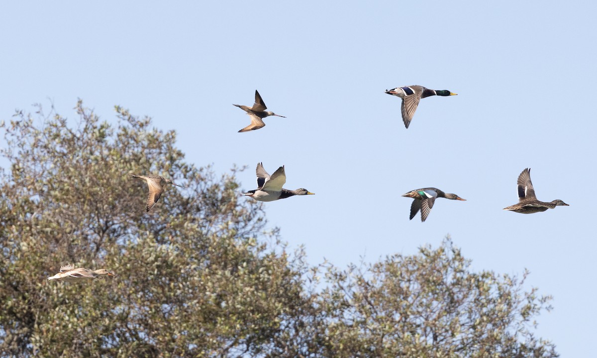 Marbled Godwit - ML481288531