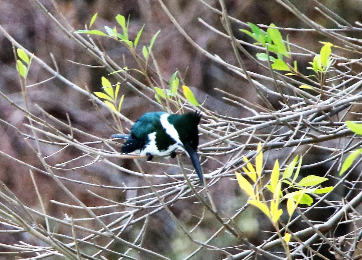 Amazon Kingfisher - ML48128951