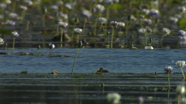 swallow sp. - ML481290