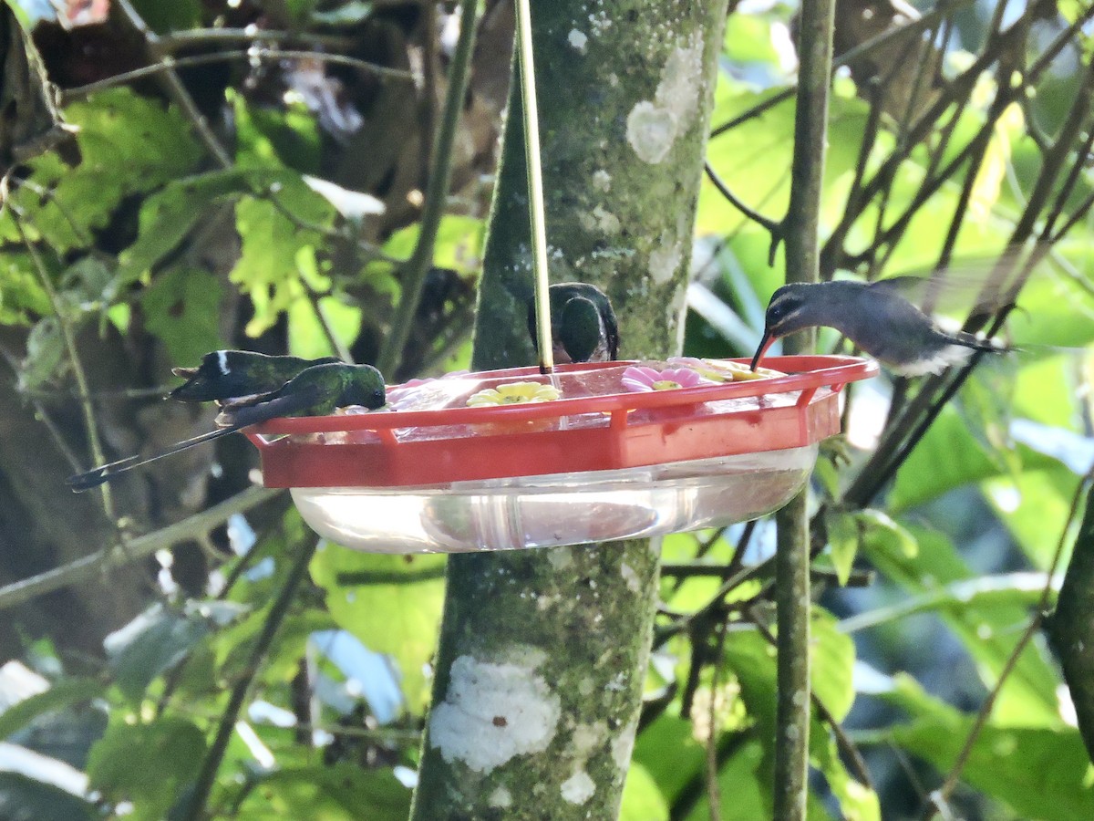 Gray-chinned Hermit - Margaret Mackenzie