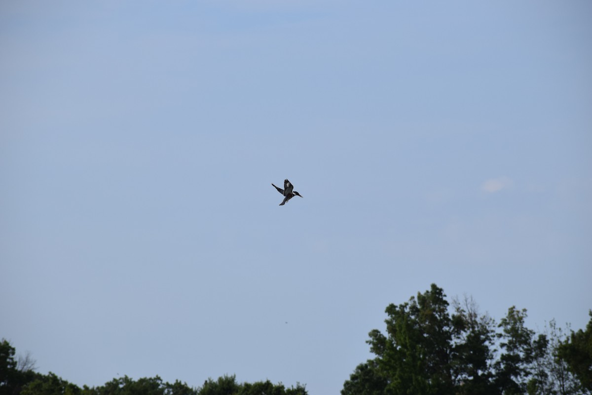 Belted Kingfisher - ML481291361