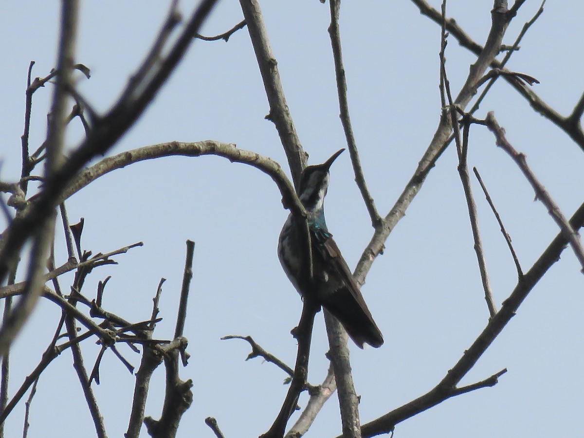 kolibřík lesklý - ML481292011