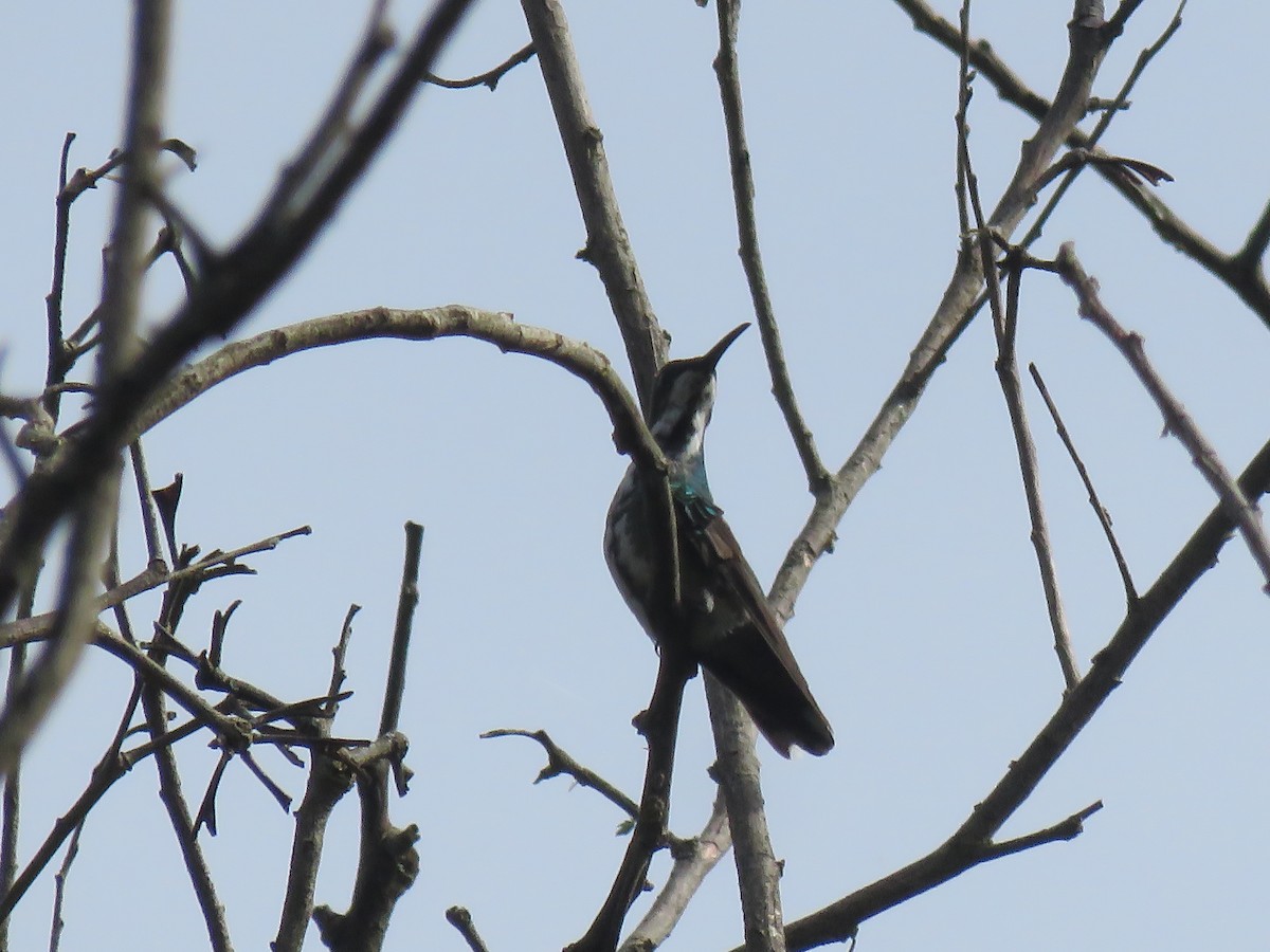 Green-breasted Mango - Paul Stufkens