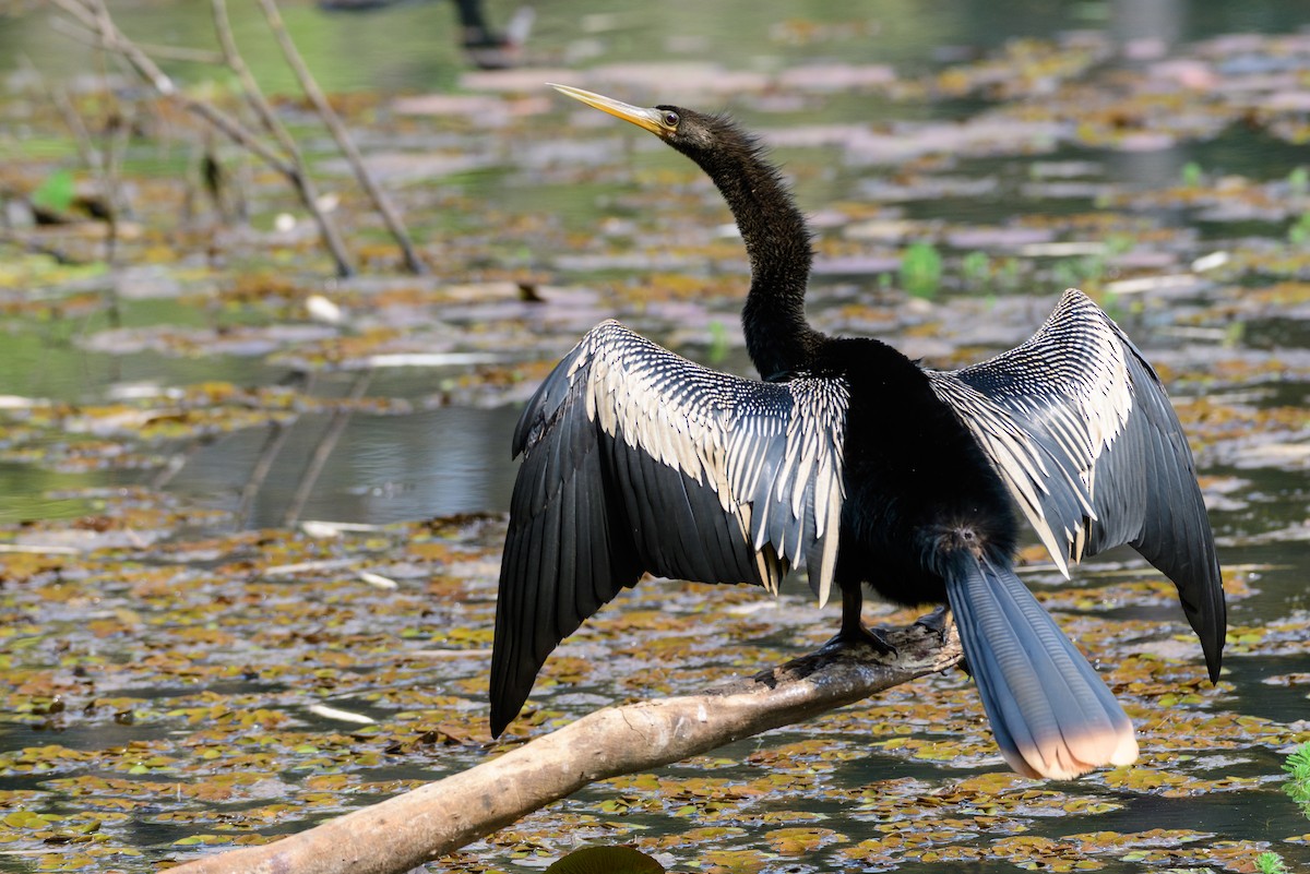 Amerika-Schlangenhalsvogel - ML481292151