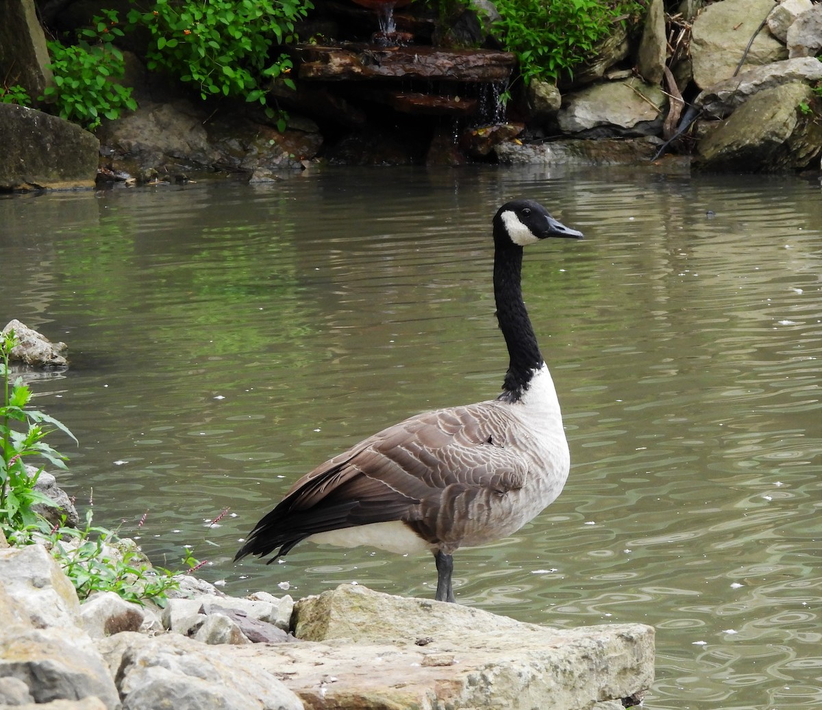 Canada Goose - ML481292981