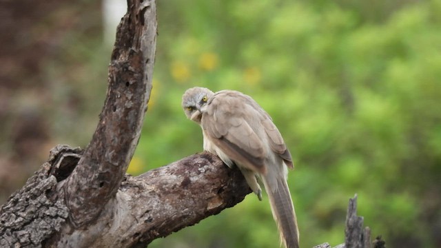 Large Gray Babbler - ML481293291