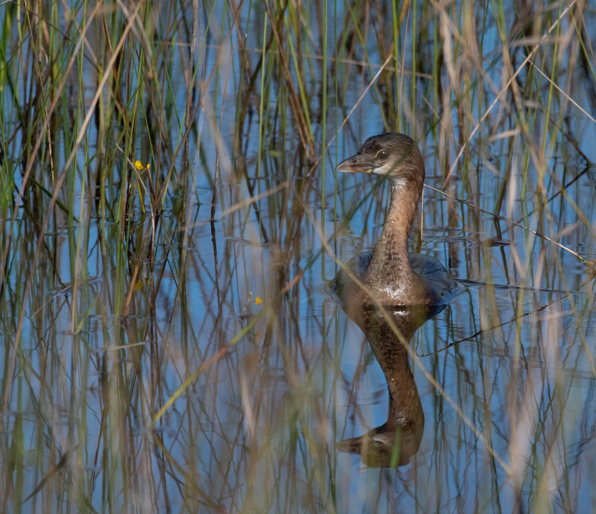 Pied-billed Grebe - ML481293591