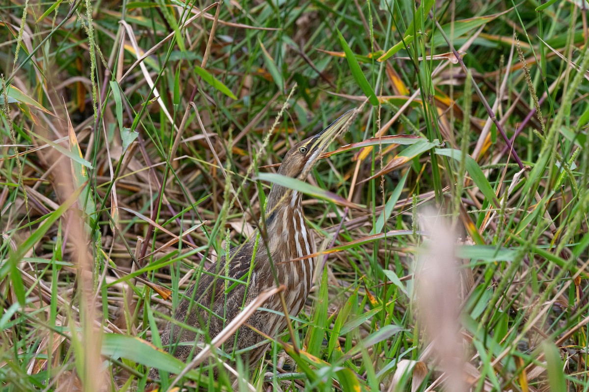 American Bittern - ML481293691