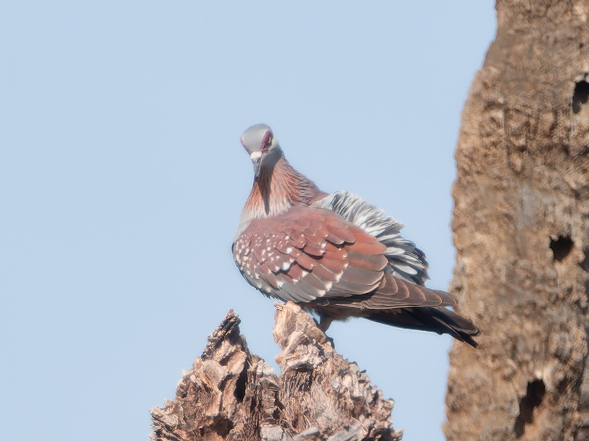 Speckled Pigeon - ML481296121