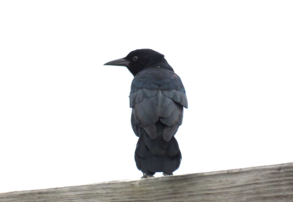 Boat-tailed Grackle - Judy Robichaux