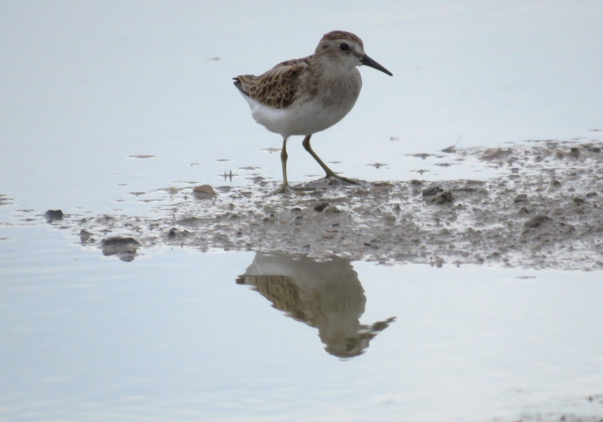 Least Sandpiper - Judy Robichaux