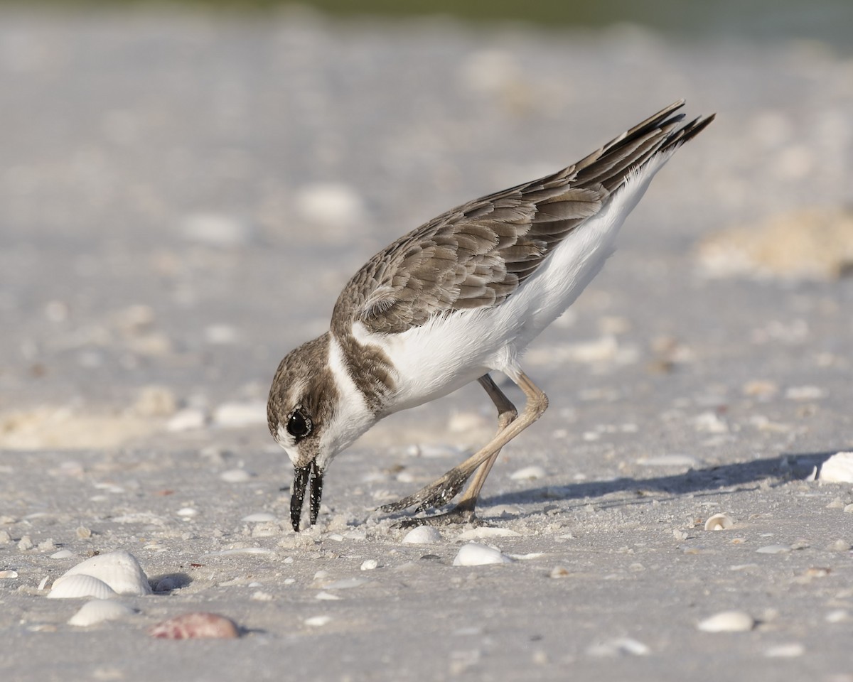 Wilson's Plover - ML481297801