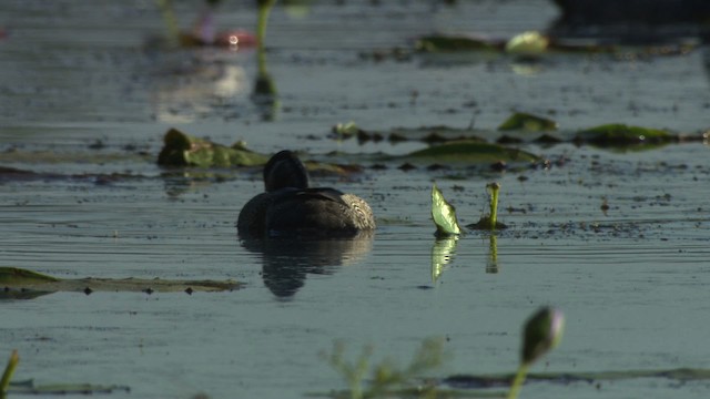 Green Pygmy-Goose - ML481299