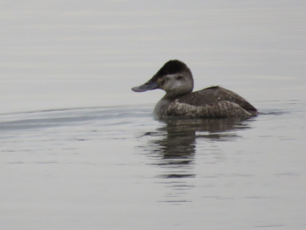 Ruddy Duck - Dick Hoopes