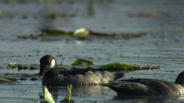 Green Pygmy-Goose - ML481300