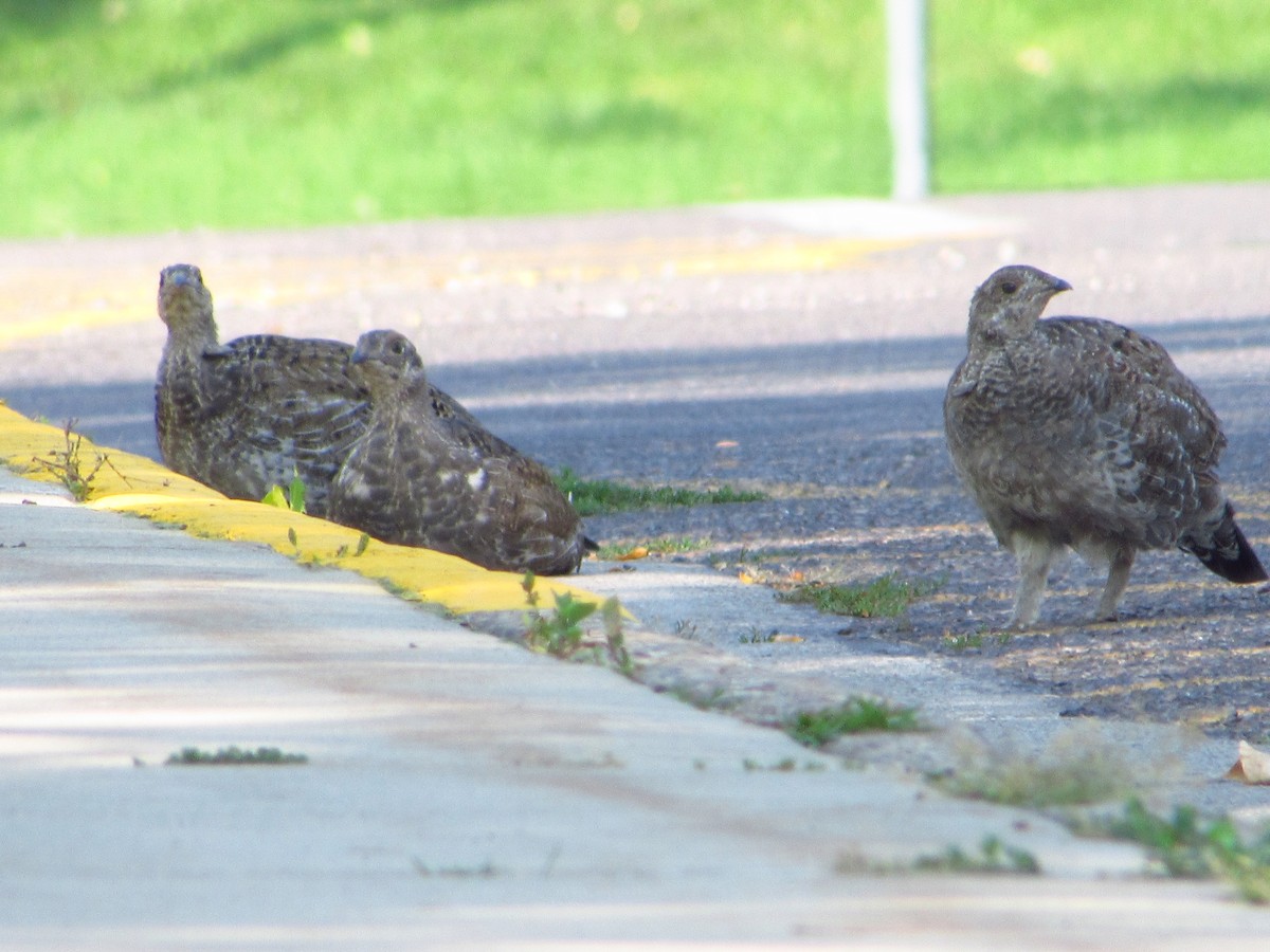 Dusky Grouse - ML481300591